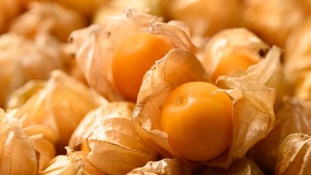 cape-gooseberry-or-golden-berry.webp.webp