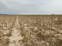 Um vírus devastador do algodão espreitou nos campos dos EUA sem ser detectado por quase 20 anos