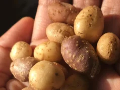 Os povos antigos carregavam batatas selvagens pelo sudoeste americano