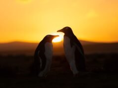 Ainda falta um mês para que ocorra o eclipse solar anular do “Anel de Fogo” – principalmente para pinguins