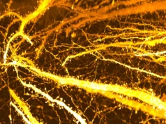 Cientistas descobrem pontos de acesso sinápticos ocultos em cérebros de adolescentes