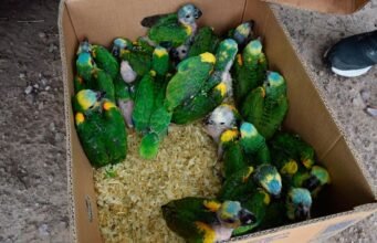 Eles resgatam 20 filhotes de papagaio e desmantelam rede de tráfico em Beltran