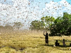 Esta atualização do solo em pequena escala reduz os danos causados pelos gafanhotos e duplica os rendimentos