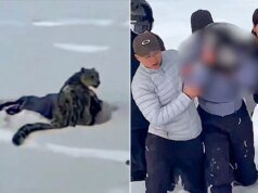 Leopardo da neve atacou esquiadora tirando fotos no condado de Fyun, na China
