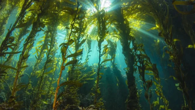 underwater-kelp-sunshine.webp.webp
