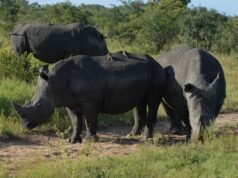 África do Sul: Número de rinocerontes caçados ilegalmente no Parque Kruger duplica num ano
