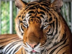 72 tigres mortos devido a vírus em parque de vida selvagem da Tailândia