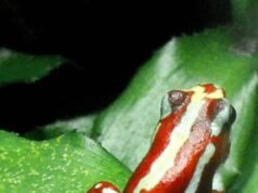 Dois anos após a morte de Alexei Navalny, a Europa acusa Moscou de envenená-lo com um raro e grave veneno de rã