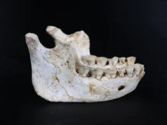 Esses fósseis de 773 mil anos podem revelar nosso ancestral humano comum