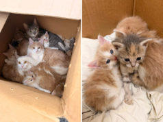Um abrigo encontra 10 gatinhos em uma caixa na neve – com uma mensagem para quem os abandonou