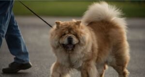 Um estilo de vida preguiçoso? Estas são as 10 raças de cães que menos andam