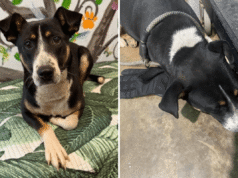 Cão abandonado em abrigo encontra luva e descobre por que ela não a larga