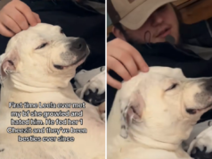 O cachorro da família odeia o namorado da mulher, então um pequeno gesto muda tudo