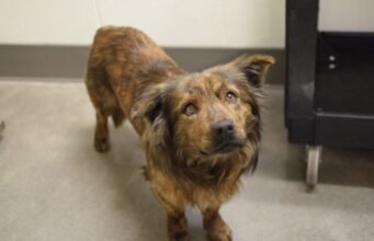 Caso de negligência termina com 3 filhotes mortos e 23 animais de estimação resgatados de casa em Oregon