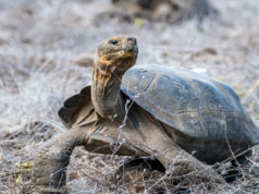 ASSISTA: 158 tartarugas gigantes retornam à Ilha Floreana, no Equador, depois de um século