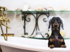 O proprietário observa o bassê se aproximando da banheira – despreparado para o resultado