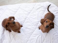 Um dachshund ‘entediado’ ganha seu próprio cachorro, não indo como os donos pretendiam