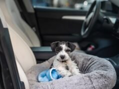 Derrete corações onde um cachorrinho se enrola durante um passeio de carro