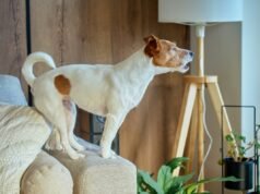 Quer um cão protetor independente do tamanho? Vet disse entrega dessas espécies