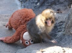 O destino doloroso do macaco, revelado pelos cientistas