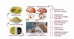 Folhas de canela protegem o cérebro da perda de memória
