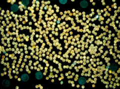 Pesquisadores desenvolvem enxames de microrobôs que usam vórtices para levantar objetos