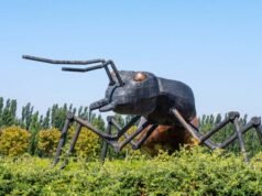 Por que é hora de pararmos de antropomorfizar formigas