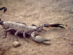 Pesquisadores desenvolvem modelo para prever pontos quentes mortais de escorpiões