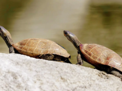 Mais de 300 tartarugas ameaçadas de extinção resgatadas do Expresso Patna-Indore em Madhya Pradesh