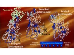 O interruptor corporal que determina a vida e a morte