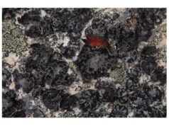 Criaturas da floresta guardam segredos para retardar os danos do Alzheimer