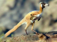 Pequeno dinossauro Alnashetri cerropoliciensis descoberto na Patagônia