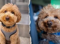 Cachorro abandonado em aeroporto de Las Vegas é adotado por policial