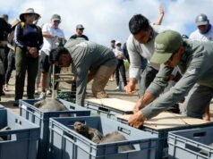 Mais de 150 tartarugas extintas há um século foram reintroduzidas em Galápagos