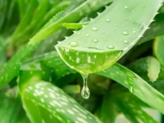 Um composto escondido de aloe vera combate a doença de Alzheimer