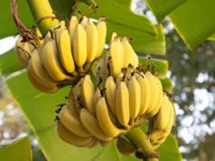 Cientistas descobrem gene que pode salvar bananas da mortal doença do Panamá