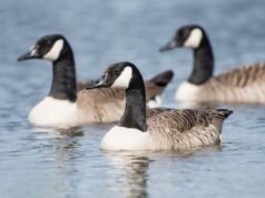 Suspeita-se de gripe aviária em 1.100 mortes de gansos em 7 condados