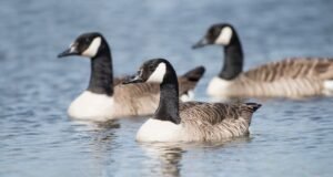 Suspeita-se de gripe aviária em 1.100 mortes de gansos em 7 condados