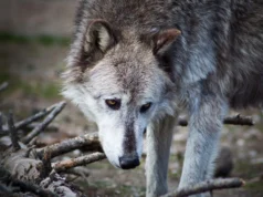 Os lobos de Yellowstone podem não estar mudando os parques nacionais