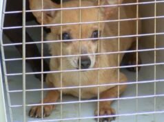 Acumulação forçada de animais: quase 30 chihuahuas resgatados após a morte do proprietário no Alabama
