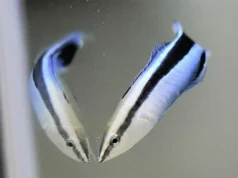 Bodiões limpadores mostram autoconsciência em experimento de espelho impressionante