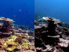 O pior evento de branqueamento de corais de todos os tempos, mais de 50% dos recifes de coral foram danificados