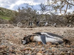 Os pumas voltam à Patagônia e os pinguins estão pagando o preço