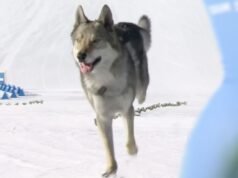 Cachorro rouba show durante corrida dos Jogos Olímpicos de Inverno de 2026 e consegue foto finalizada