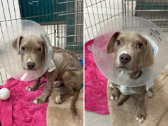 Os veterinários não conseguiram descobrir por que o cachorrinho estava doente – então encontraram uma espiga de milho