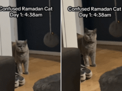 Gato experimenta o Ramadã pela primeira vez, a reação às 4h38 se torna viral