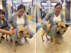 O dono pensou que o cachorro tinha ido embora para sempre – 10 anos depois, um microchip a traria para casa