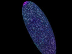 Impressionante diagrama 3D revela que o DNA foi construído antes da vida ‘começar’