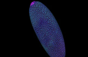 Impressionante diagrama 3D revela que o DNA foi construído antes da vida ‘começar’