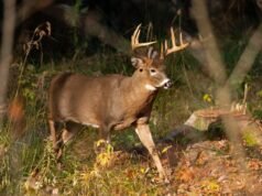 Uma petição para proibir a caça no Oregon ganha força na votação de novembro